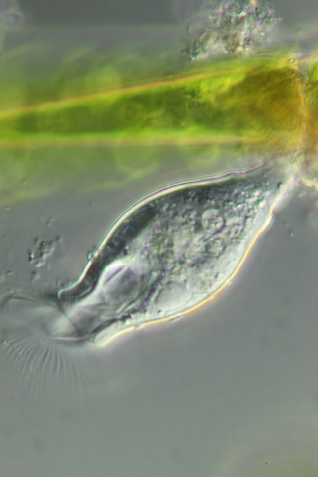 Scyphidia-2.jpg