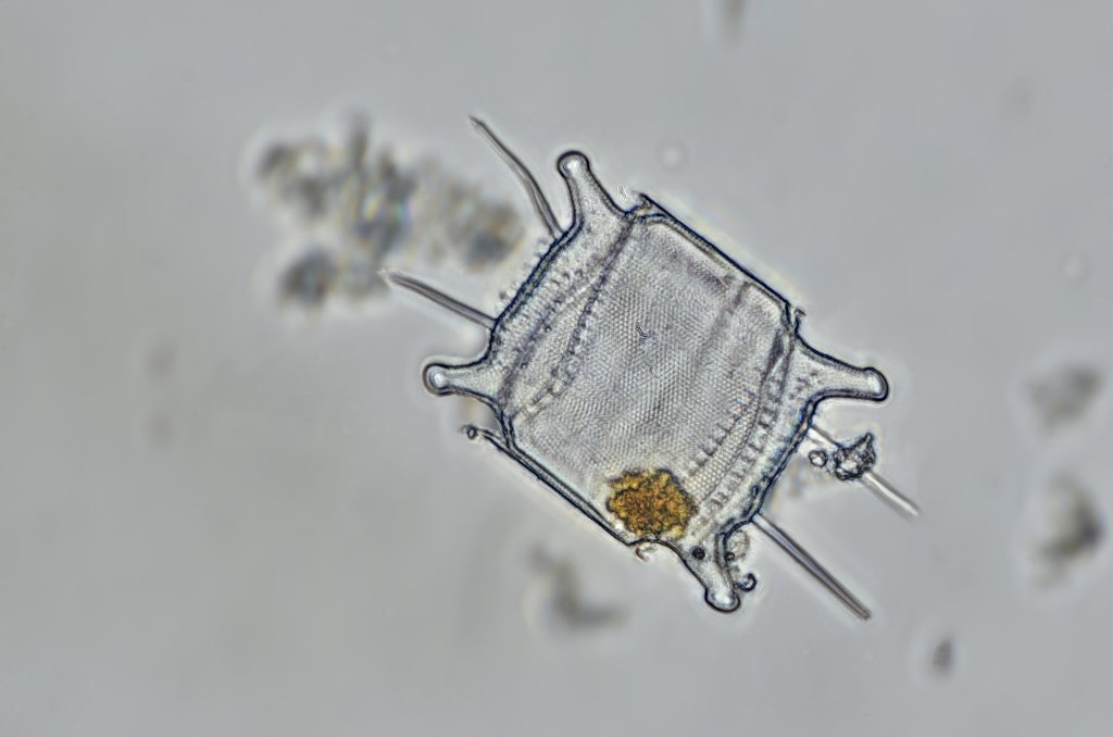 saltwater diatom 4.jpg