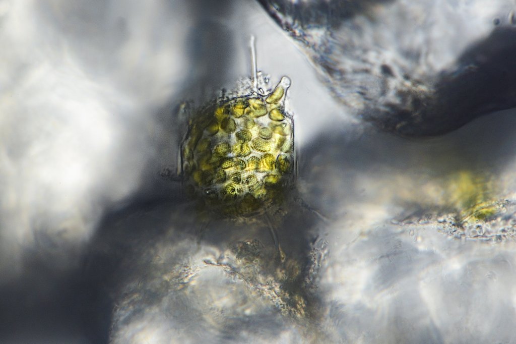 saltwater diatom 3b.jpg