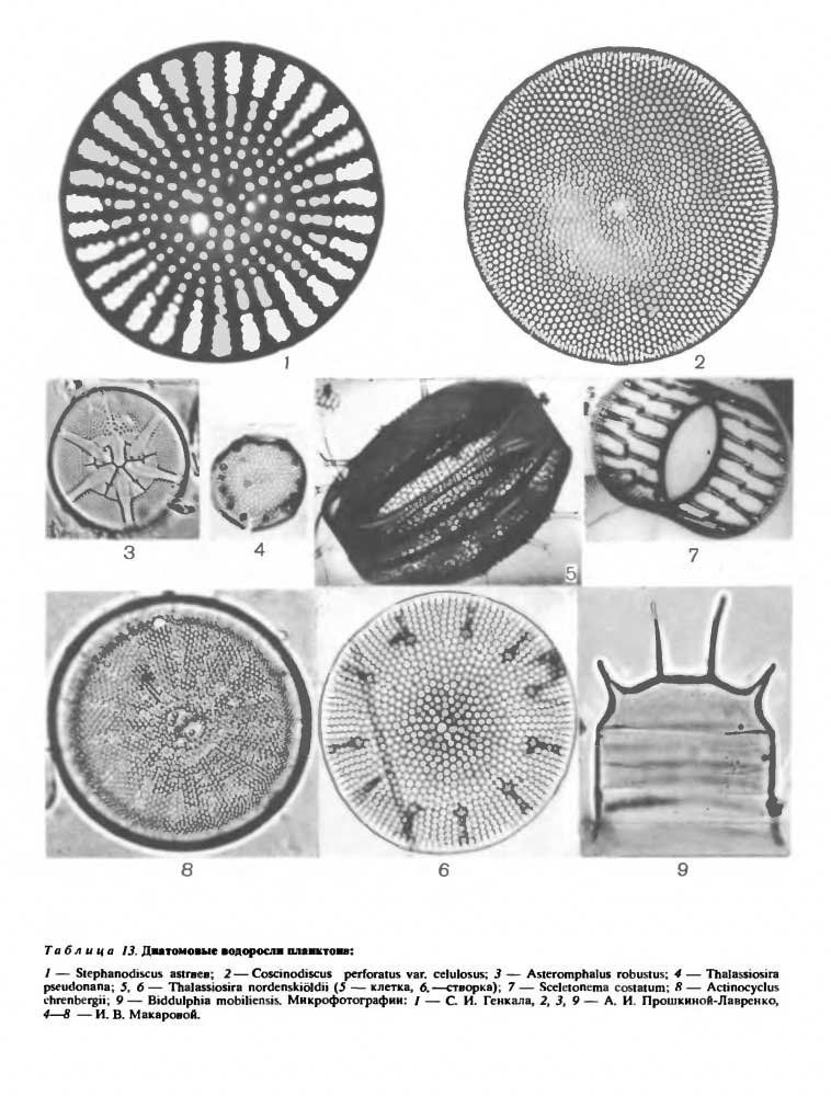 Biddulphia-mobiliensis.jpg