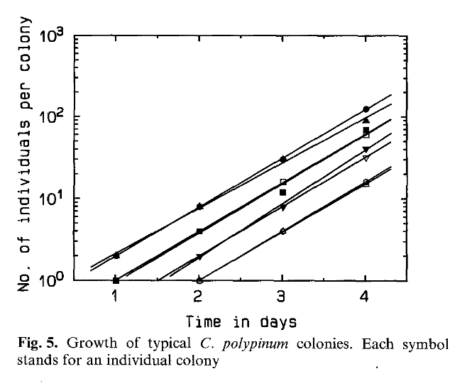 C. polypinum growth rates.png