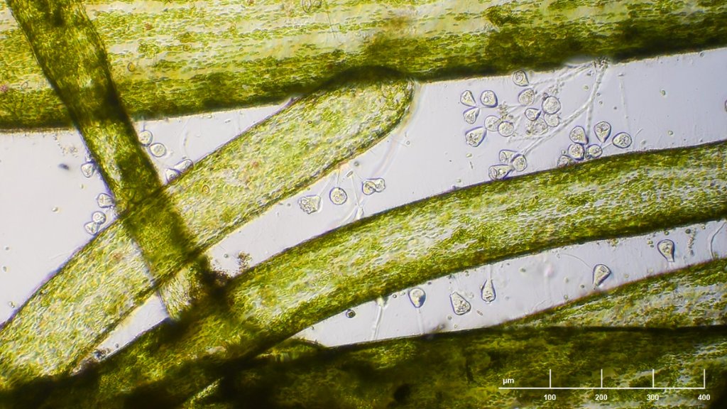algae stalks with vorticella b sm.jpg