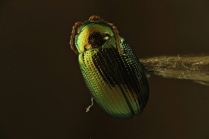 Beetle on mounted needle using Pritt.jpg