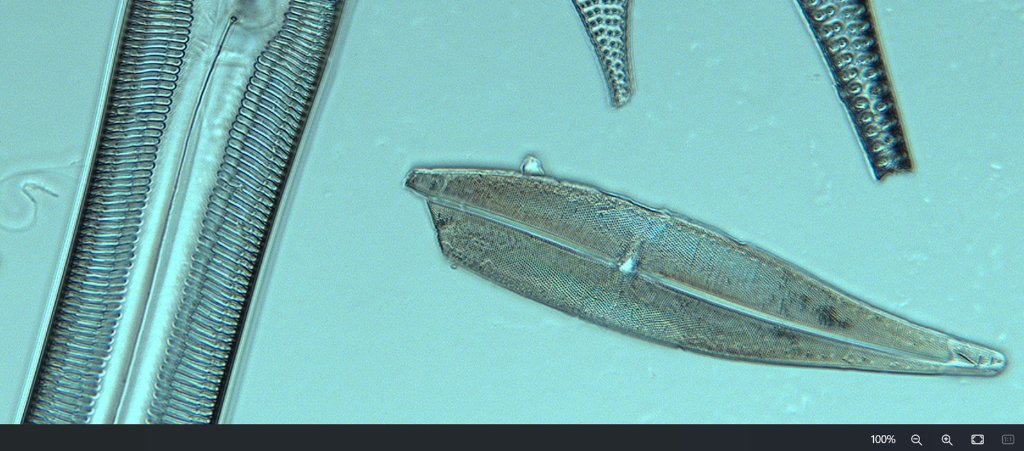 diatom with polarized filter.jpg
