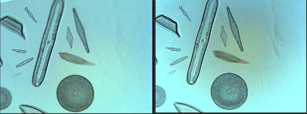 diatom with polarized filter vs dark stop extreme light overview.jpg