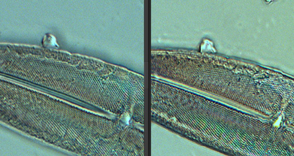 diatom with polarized filter vs dark stop extreme light 200%.jpg