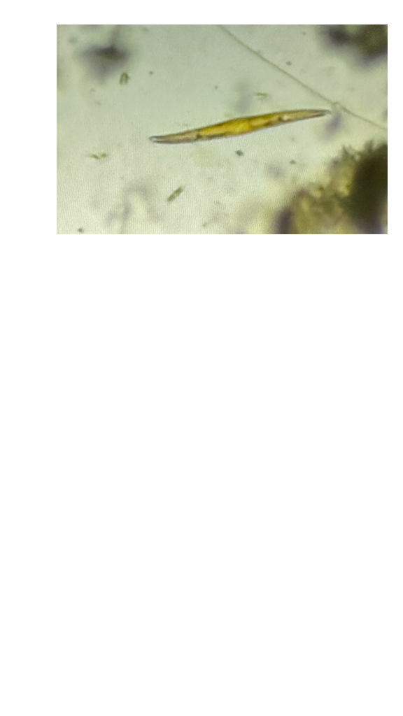 gold diatom 2.png