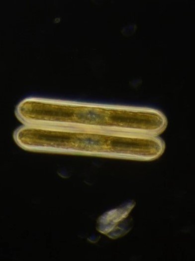 Diatoms.jpg