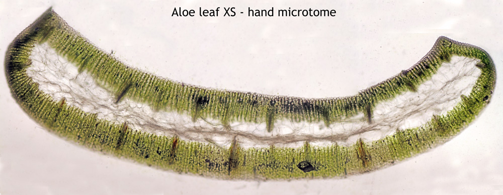 ws_enhanced_aloe_leaf_stitch.jpg