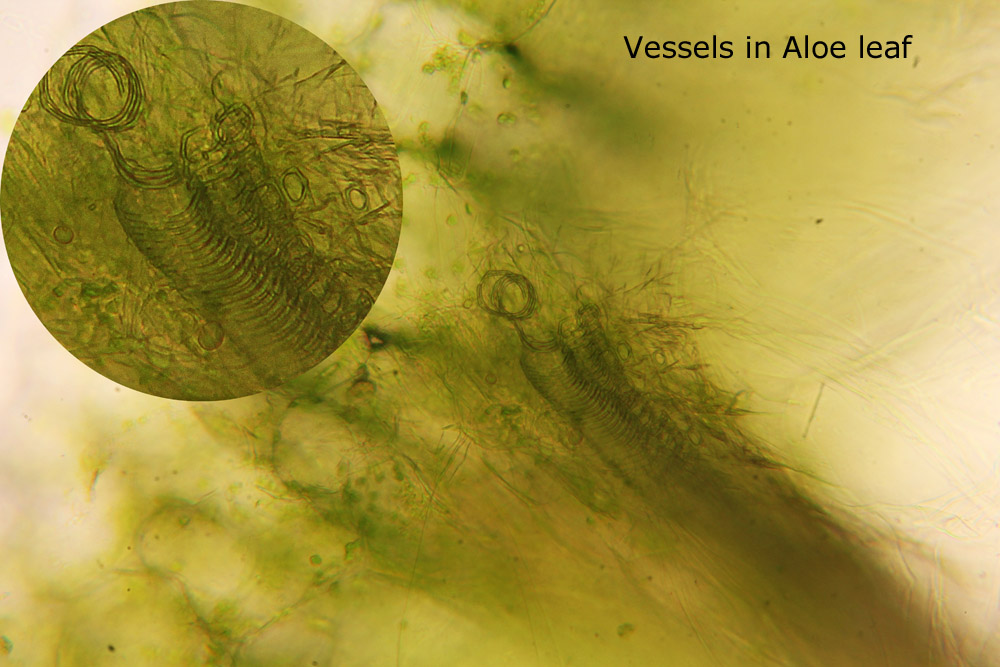 websize_vessels_in_aloe_leaf.JPG