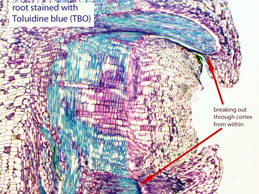 ws_endogenous_lateral_roots.jpg