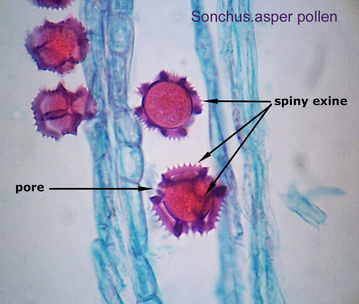 ws_sonchus_asper_pollen_1.jpg