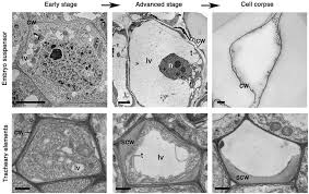 apoptosis.jpg