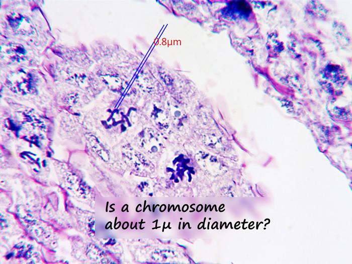 ws_daffodil_chromosome-meas.jpg