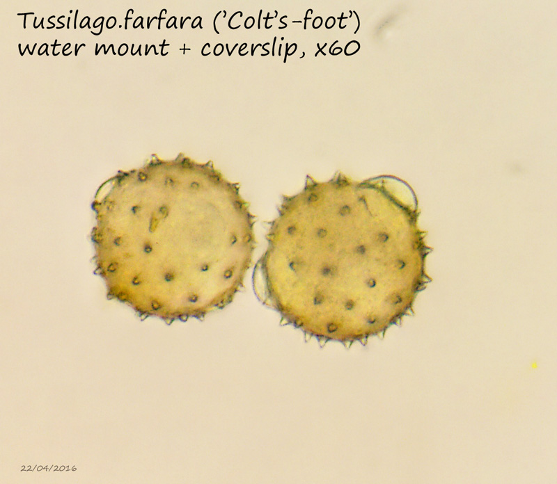 ws-x60-tussilago_farf.jpg