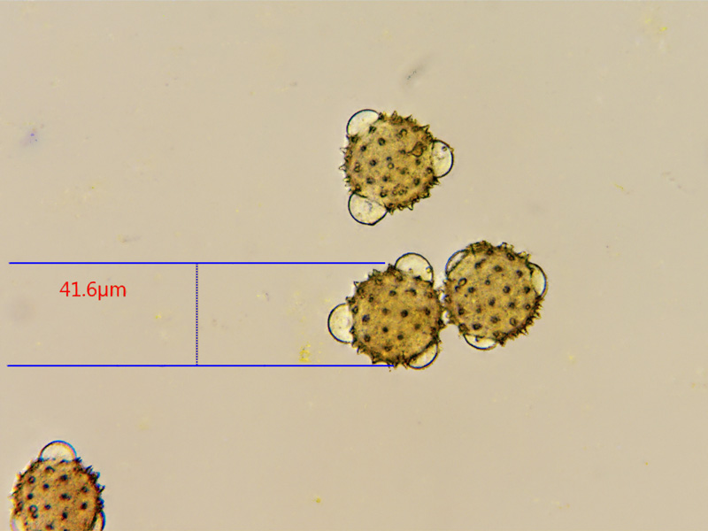 ws_coltsfoot-pollen-x40.jpg