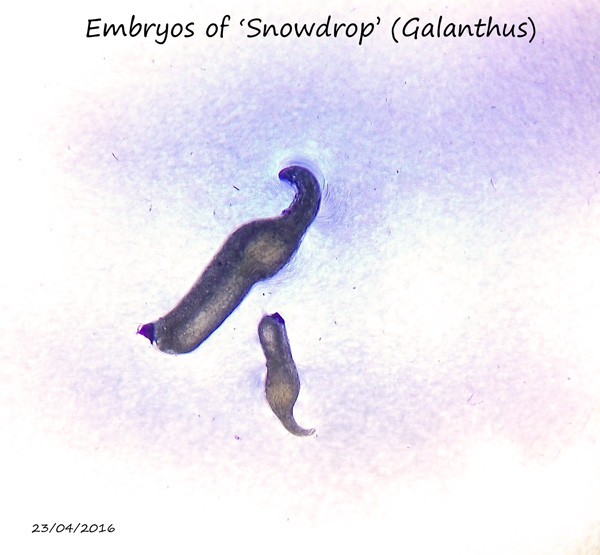 ws_snowdrop-embryo.jpg