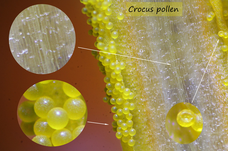 ws_crocus_pollen_detail.jpg