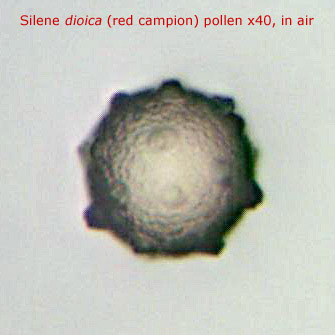 ws_red_campion_pollen-0001.jpg