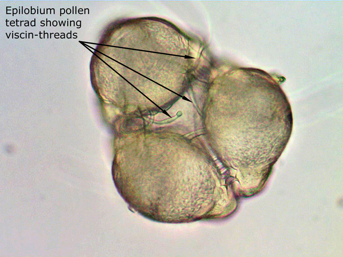 ws_epilobium_pollen-(3).jpg