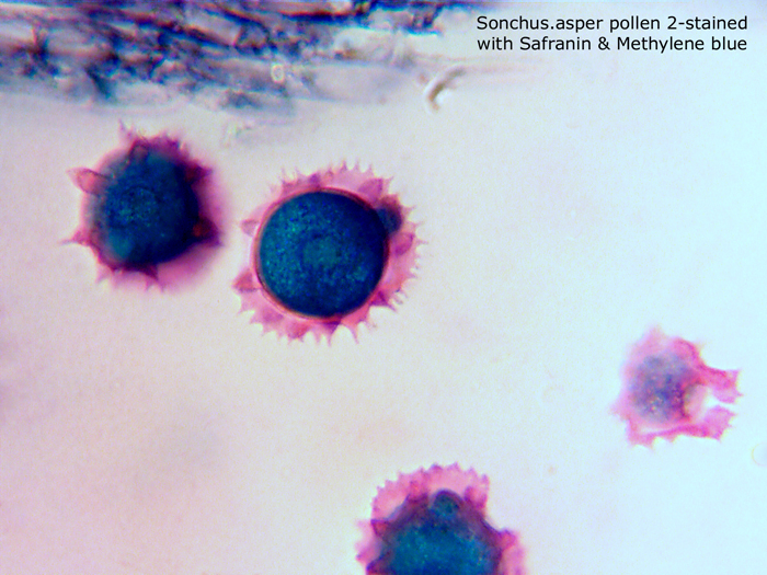 ws_x100_2_stain_pollen_stac.jpg