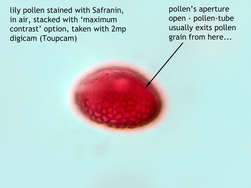 ws_pollen_grain_2.jpg