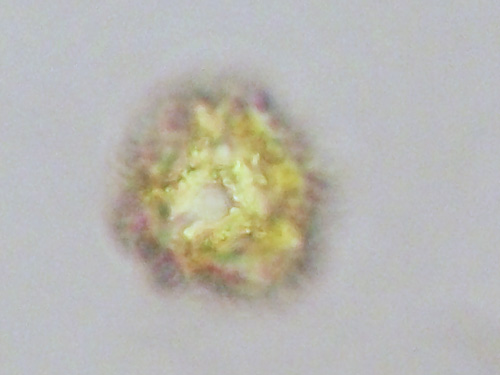 ws_early-pollen-stack.jpg