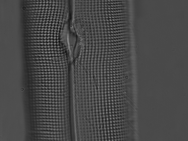 Pleurosigma angulatum (Wm Smith).jpg