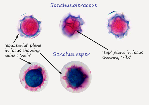 ws_pollen_focus_planes.jpg