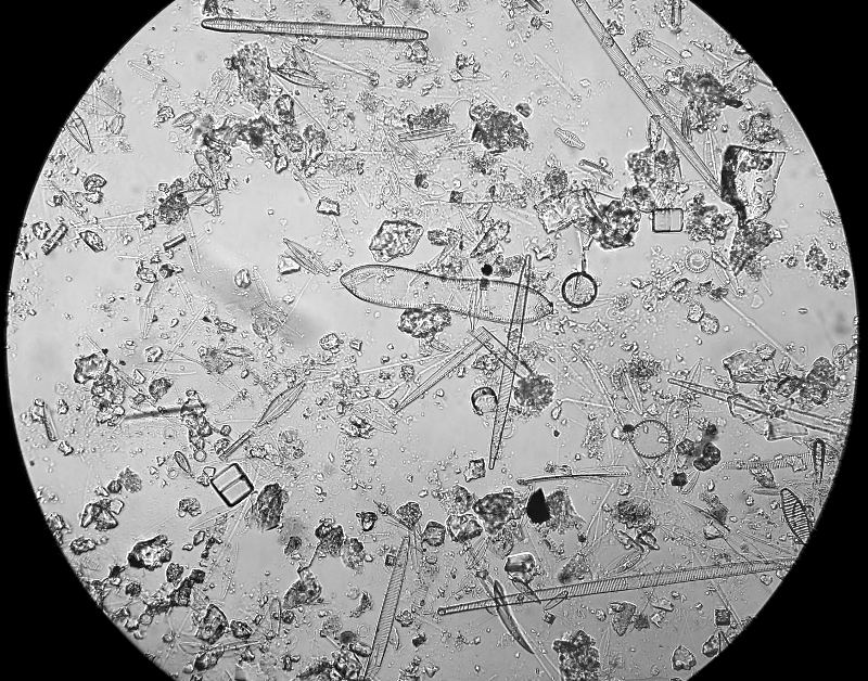 Diatom View 6.jpg