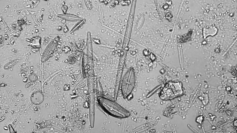 Diatom View 2.jpg