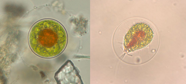 Haematococcus.jpg