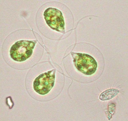 Haematococcus2.jpg