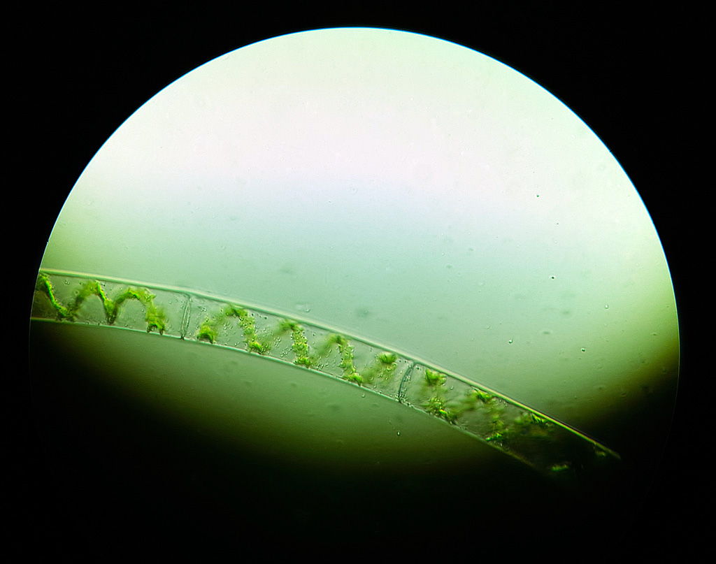 SpirogyraWeb.jpg