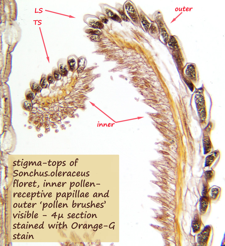 ws_stigma_tips_orange-G.jpg