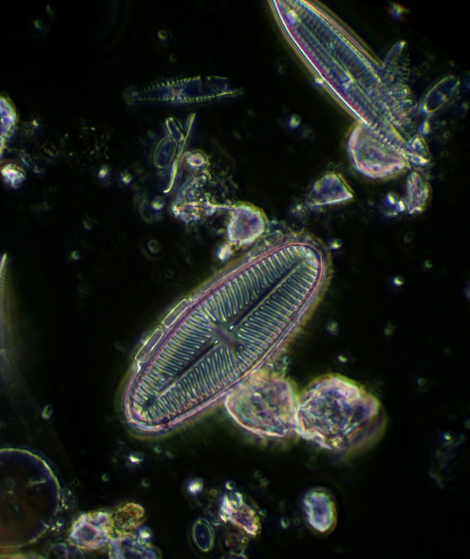 Diatom PC 378.JPG