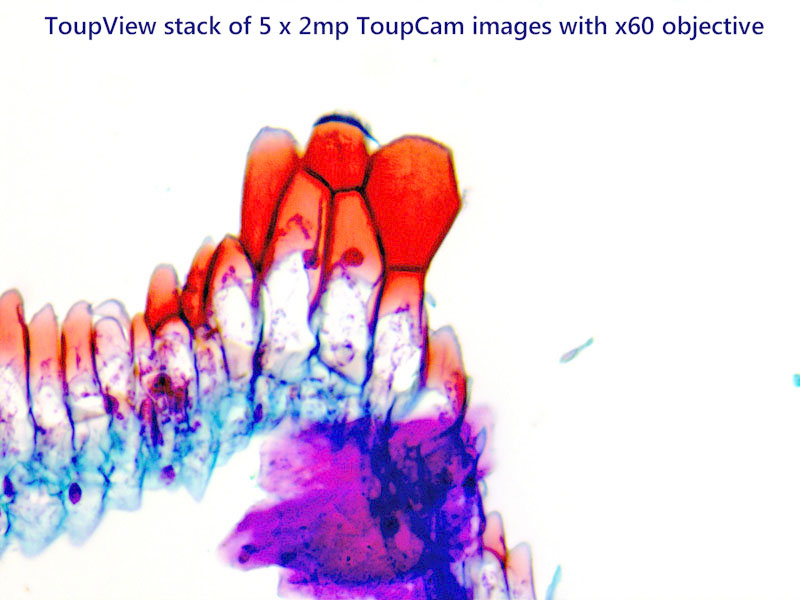 5-image ToupCam stack