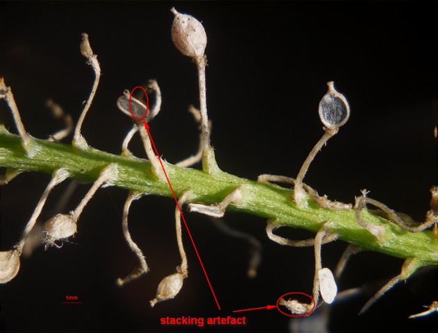 alysium seedpods.jpg