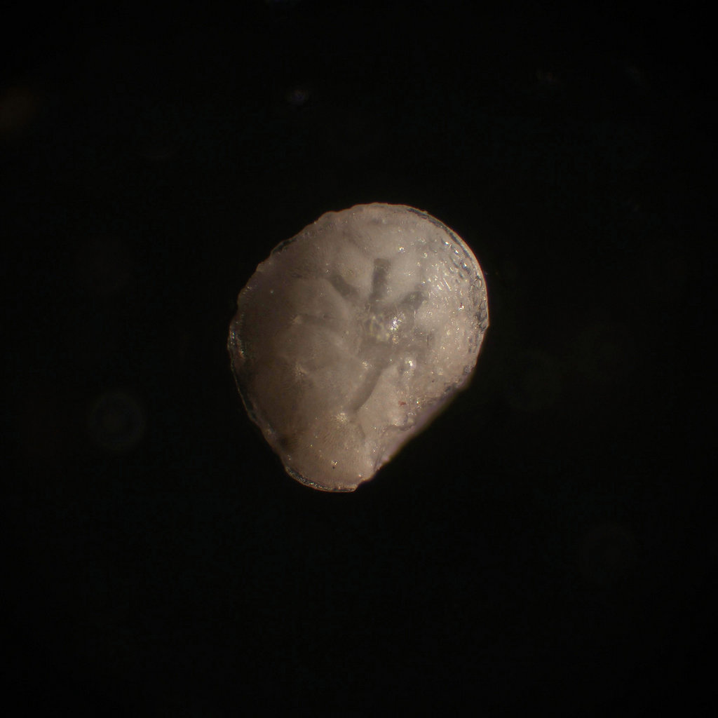 pensacola foram 01 1024px.jpg