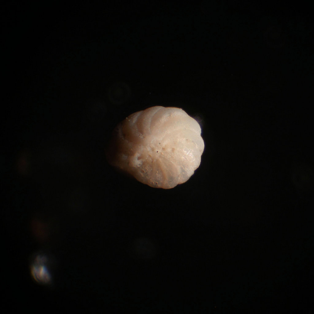 pensacola foram 03 1024px.jpg