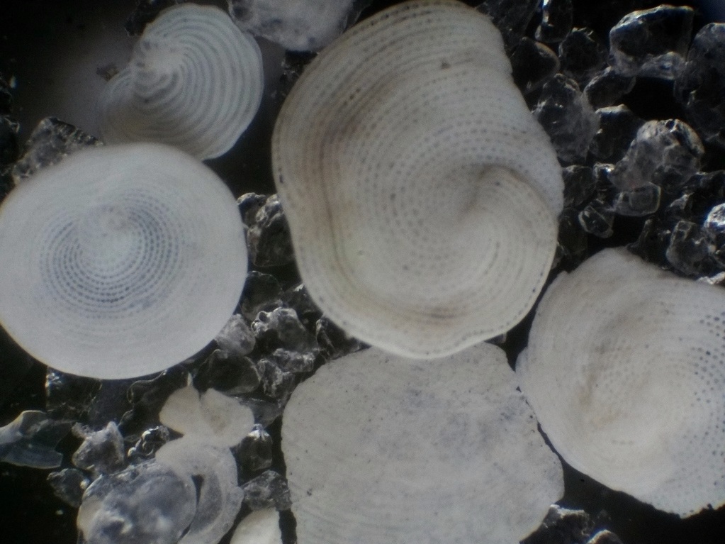 Pensacola shells 2.jpg