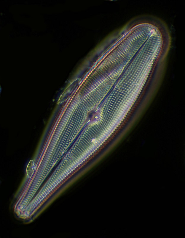 Gomphonema minuta 90µm