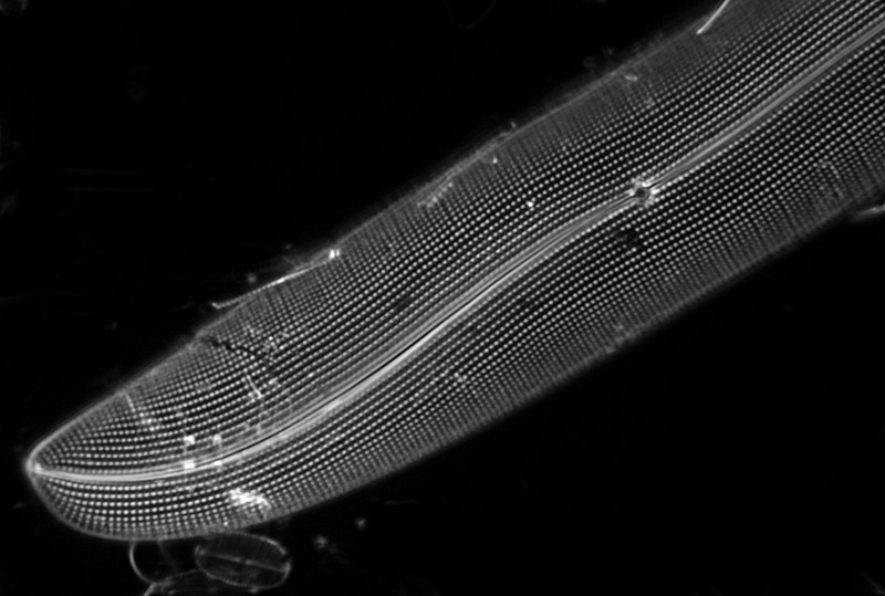 Unusual Pleurasigma  160µm