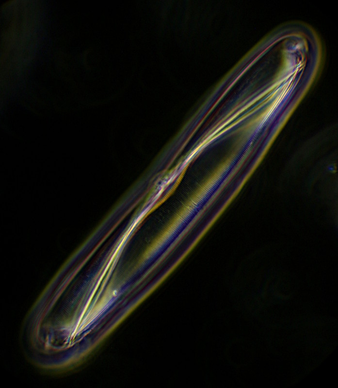 Amphora obtusa  118µm