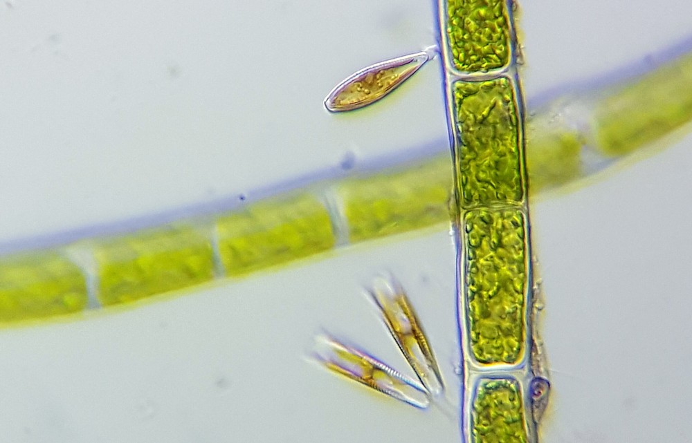 Diatom-4A.jpg