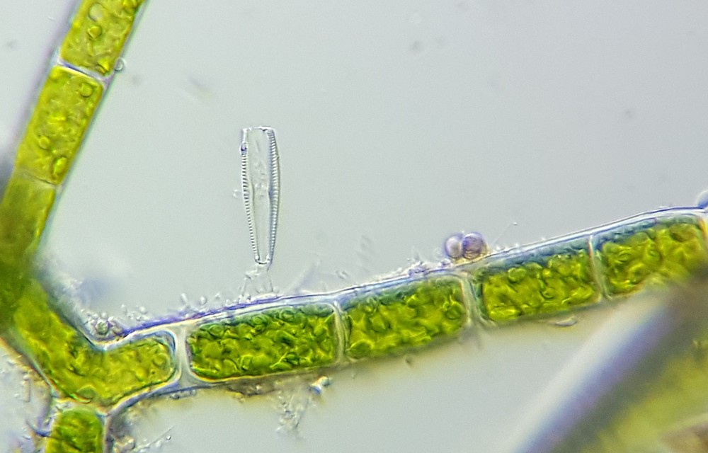 Diatom-7A.jpg