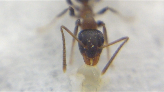 Ant under the smartphone microscope