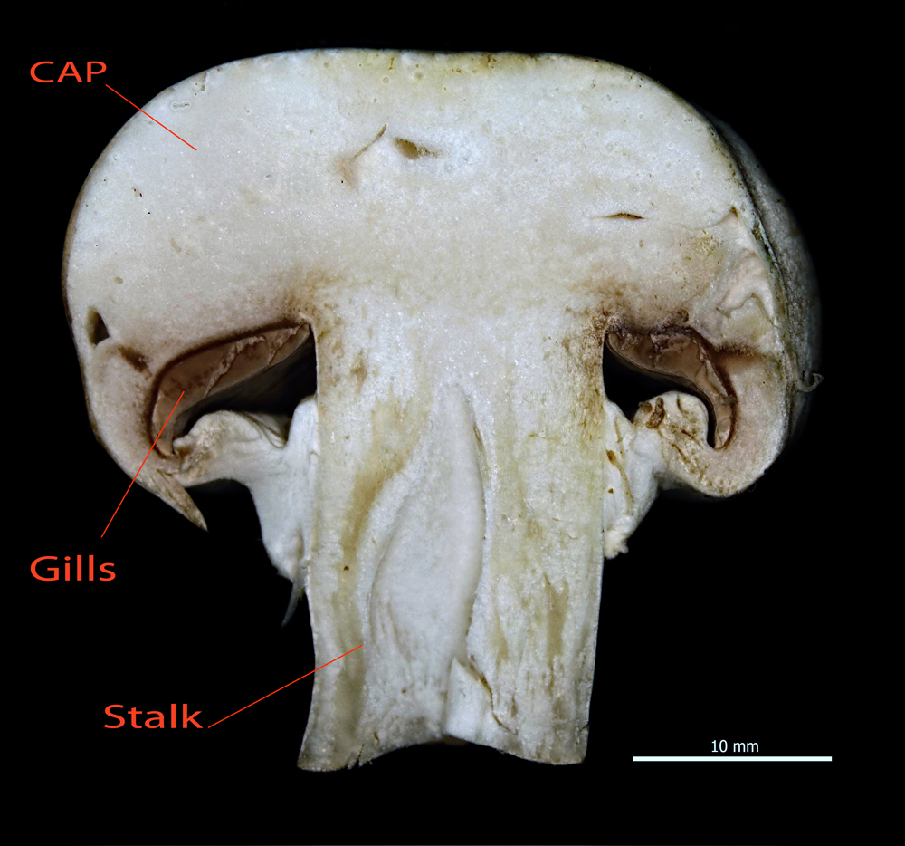 Longitudinal section