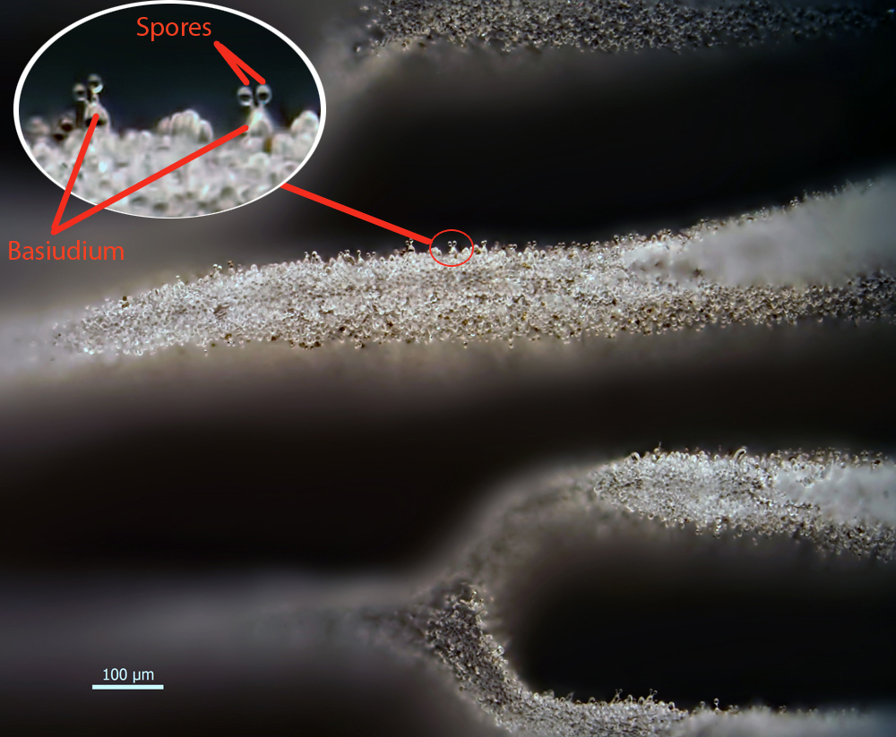 Gills with visible spores and basiudium