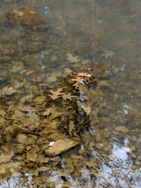 Dutch Creek Leaves.jpg